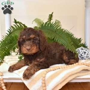Midnight, Cavapoo Puppy